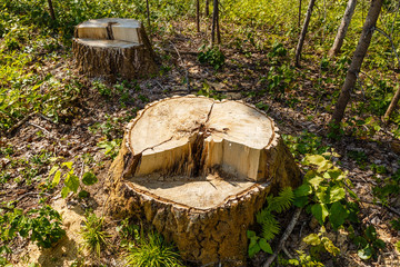 birch stump in the forest, the remainder of the felled tree, deforestation