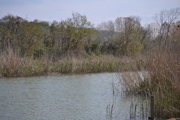 Lake between reeds