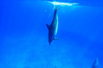 小笠原の青い海を泳ぐミナミハンドウイルカ