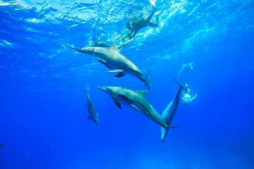 Obraz na płótnie Canvas 小笠原の青い海を泳ぐミナミハンドウイルカ