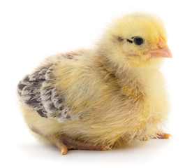 Little chicken isolated.