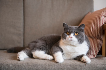 British short-haired cat lying on the sofa