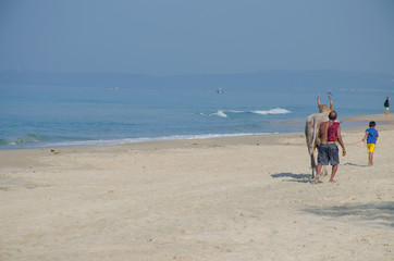 The man the Hindu the driver of a buffalo there are on the beach the Arabian Sea