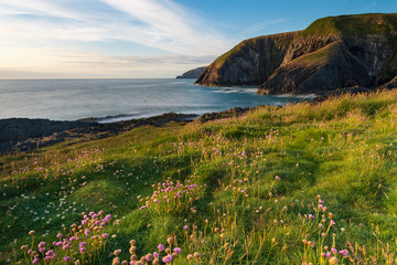 Beautiful coastal view with flowers ,Ceibwr Bay, Pembrokeshire, Wales