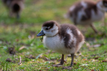 Niedliche kleine Nilgansküken auf der Suche nach Nahrung und ihrer Muttergans
