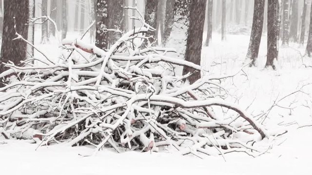 Snowy weather in winter snow covered forest. Tree trunks and branches.  Snowfall. Selective focus. Slow pan.