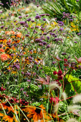 summer flowers in the garden