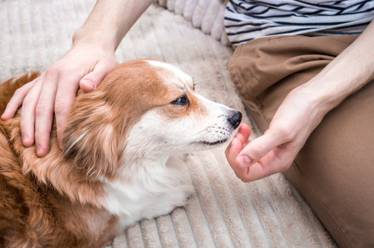 dog licks his owner's hand. Concept of dedication