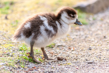 Niedliche kleine Nilgansküken auf der Suche nach Nahrung und ihrer Muttergans