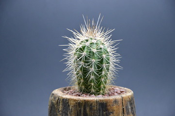 Cactus and Succulents in handmade pots
