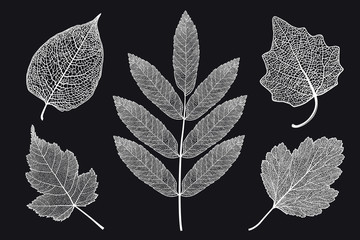 Vector set of skeletonized leaves on a black background. The graphic element may be used as a design background, business cards, postcards, etc.
