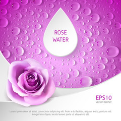 Square pink banner with roses and drops. Template for advertising rose water.