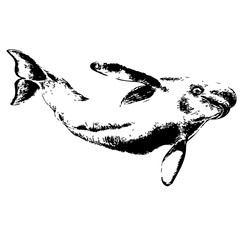Dolphin hand drawn vector illustration on white background