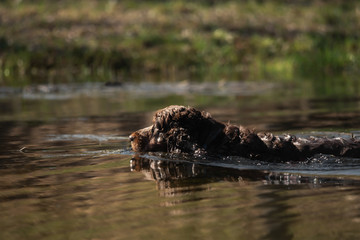 A sweet little brown Cocker Spaniel outside