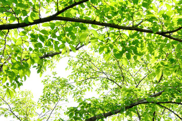 Green leaves of cherry tree 