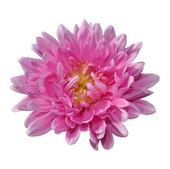 Big beautiful flower pink aster isolated in the white