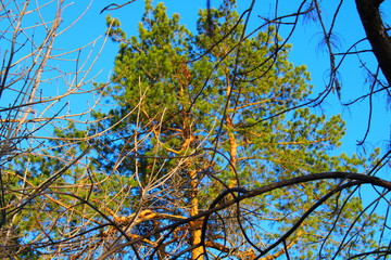 branches of a tree against blue sky