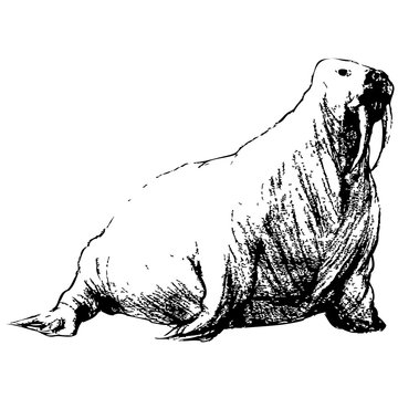 black and white walrus drawing clip art preview