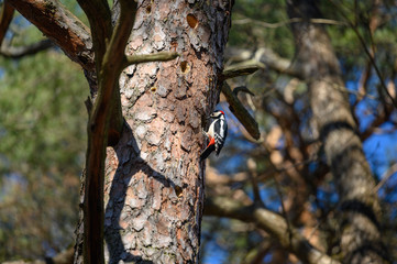 woodpecker on tree