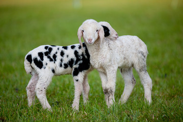 Obraz premium Lämmchen