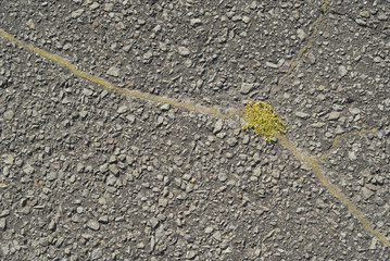 Obraz premium アスファルト 草 素材