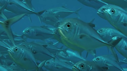 A huge school of Jacks. Big eye Trevally Jack, (Caranx sexfasciatus) Forming a polarized school, bait ball or tornado,Maldives, Indian Ocean, slow motion