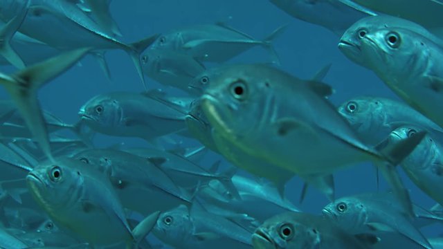 A huge school of Jacks. Big eye Trevally Jack, (Caranx sexfasciatus) Forming a polarized school, bait ball or tornado,Maldives, Indian Ocean, slow motion