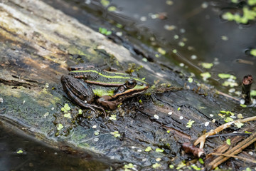Water Frog Resting on Log in Springtime