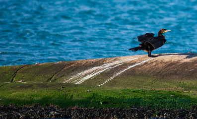 bird on rock