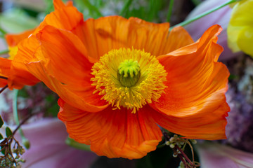 Design bouquet with big orange poppy flower close up