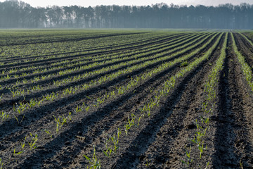 Fototapeta na wymiar Morning spring landscape with newly plowed field with young corn sprounts, farmland in Netherlands, Europe