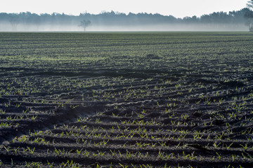 Morning spring landscape with newly plowed field with young corn sprounts, farmland in  Netherlands, Europe