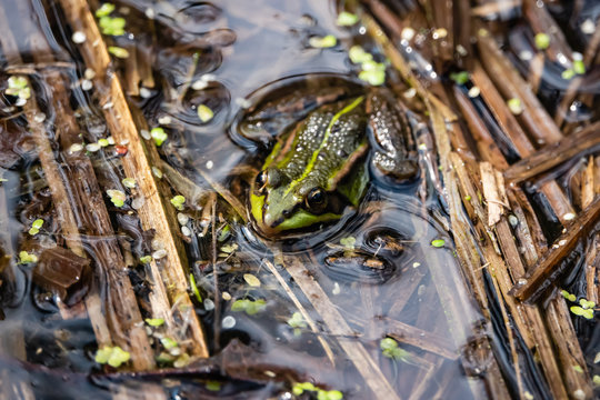 Water Frog Resting in Pond in Springtime