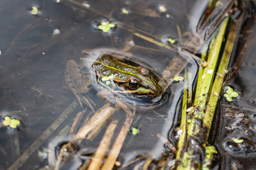 Water Frog Resting in Pond in Springtime
