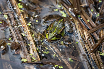 Water Frog Resting in Pond in Springtime