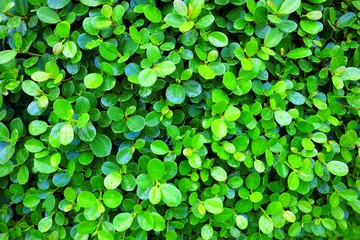Green Leaves in The Garden Background with Raindrops.