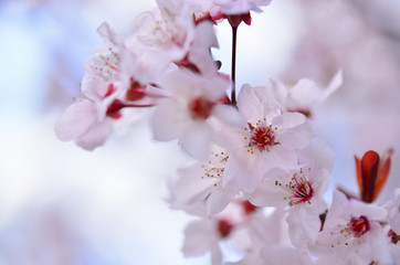 Obraz premium 空をバックに満開のベニスモモの花