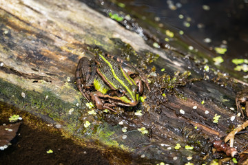 Water Frog Resting on Log in Springtime