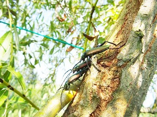 Three musk beetles (Aromia moschata) want copulate on a trunk of a willow (sallow, osier)
