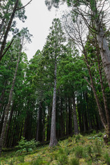 Obraz premium Forest in Sao Miguel, Azores, Portugal. Tall trees.