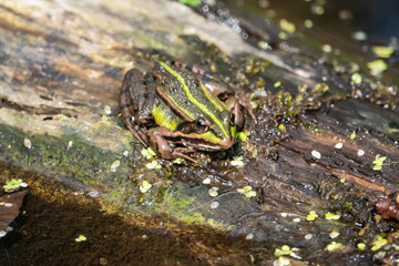 Water Frog Resting on Log in Springtime