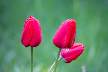 Red tulips after rain with raindrops on flowers