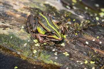 Water Frog Resting on Log in Springtime