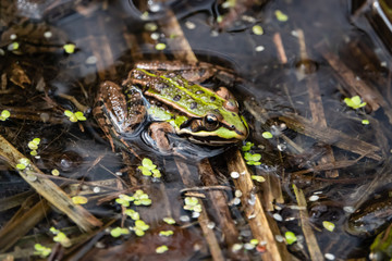 Water Frog Resting in Pond in Springtime