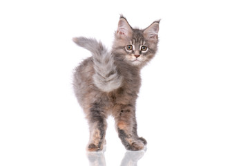 Maine Coon kitten 2 months old. Cat isolated on white background. Portrait of beautiful domestic kitty.