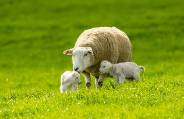 Lambing time.  Texel Ewe (female sheep) with her two newborn lambs in Springtime.  Lush green...