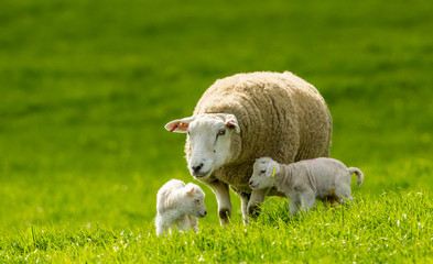 Naklejka na ściany i meble Lambing time. Texel Ewe (female sheep) with her two newborn lambs in Springtime. Lush green meadow in the Yorkshire Dales, England, UK. Horizontal. Space for copy.