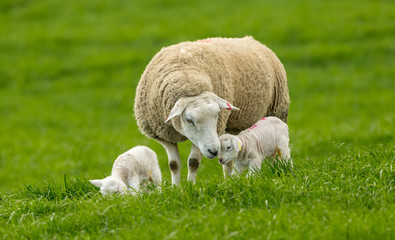 Naklejka na ściany i meble Lambing time. Texel Ewe (female sheep) with her two newborn lambs in lush green meadow. Yorkshire Dales, England. UK. Horizontal, landscape. Space for copy.