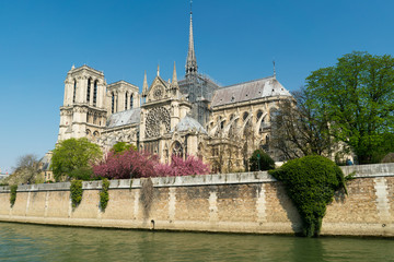 Notre Dame Cathedral surrounded by flowering trees