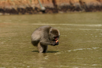 宮崎県幸島のイモを海で洗うニホンザル